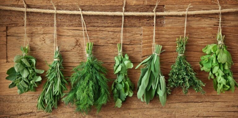 Passo a Passo de Como Secar Ervas Medicinais Naturalmente 4 como secar ervas medicinais naturalmente