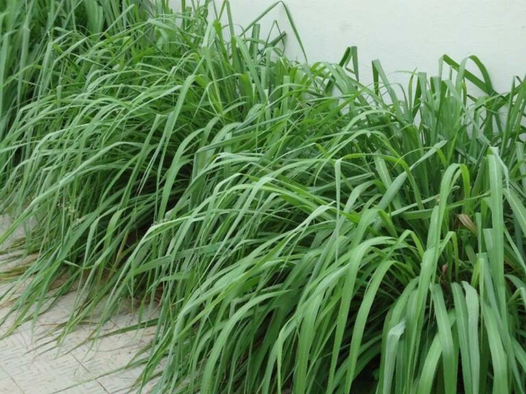 Como Plantar Ervas Medicinais: Cultivo, Manipulação e Uso 6 como plantar ervas medicinais