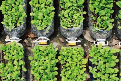 Aprenda Em 15 Minutos Como Plantar Ervas Medicinais Em Garrafas Pet 3 como plantar ervas medicinais em garrafas pet