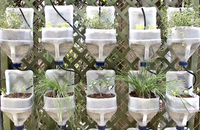 Aprenda Em 15 Minutos Como Plantar Ervas Medicinais Em Garrafas Pet 4 como plantar ervas medicinais em garrafas pet