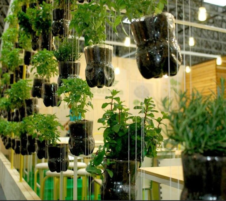 Aprenda Em 15 Minutos Como Plantar Ervas Medicinais Em Garrafas Pet 2 como plantar ervas medicinais em garrafas pet