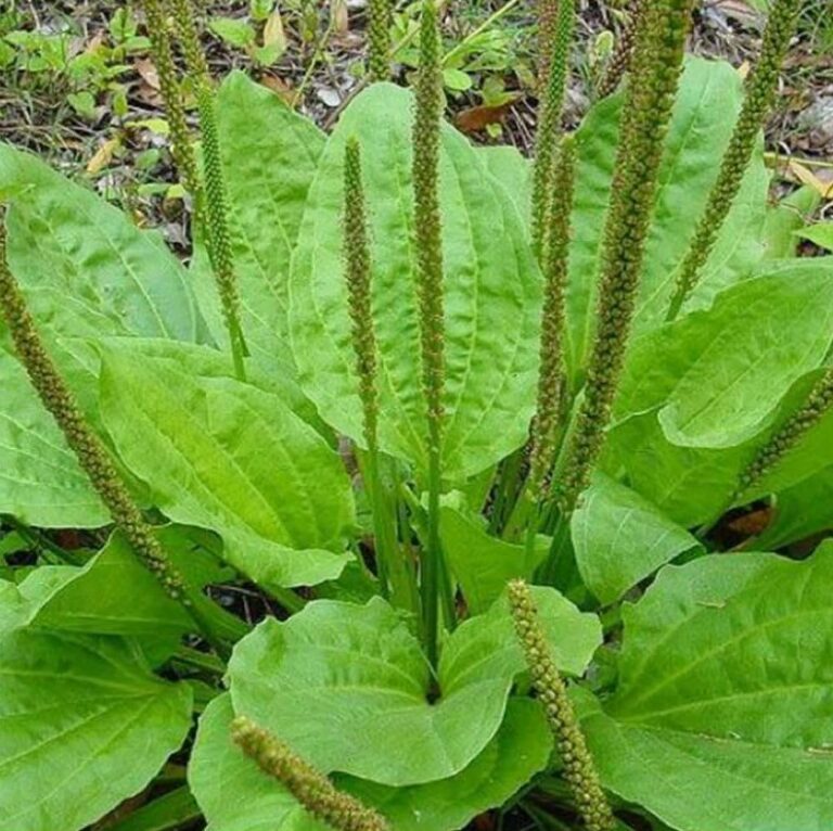 Como Plantar Ervas Medicinais: Cultivo, Manipulação e Uso 2 como plantar ervas medicinais