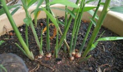 Como Plantar Ervas Medicinais: Cultivo, Manipulação e Uso 3 como plantar ervas medicinais