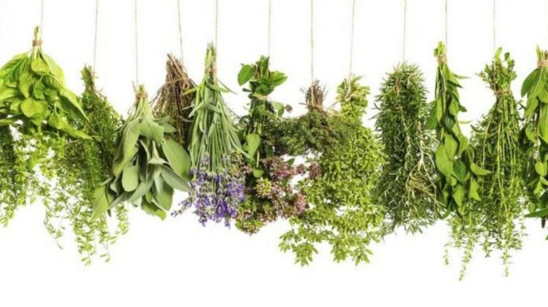 como plantar ervas medicinais