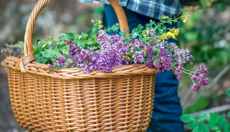 cultivo de ervas medicinais