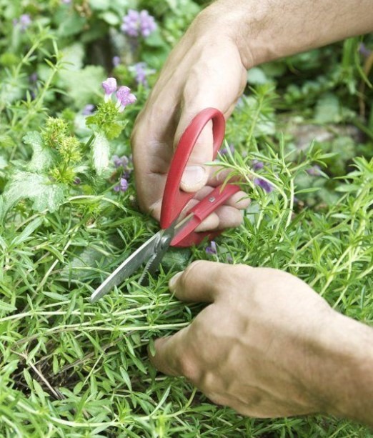 cultivo de ervas medicinais