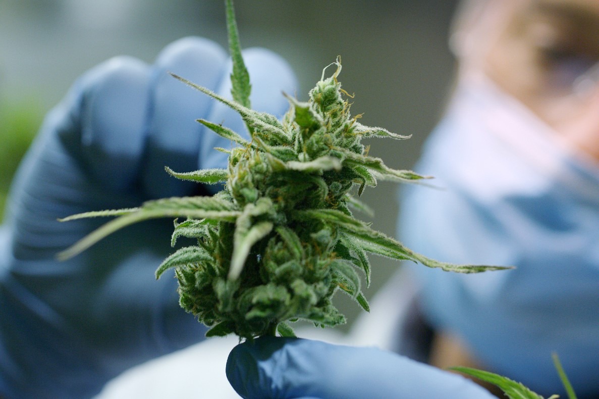 cultivo de ervas medicinais