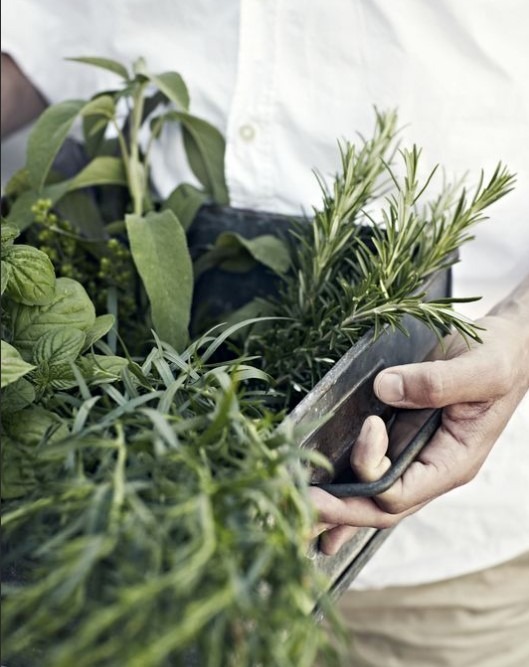 cultivo de ervas medicinais