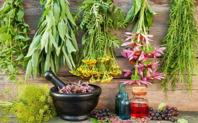 Passo a Passo de Como Secar Ervas Medicinais Naturalmente 3 como secar ervas medicinais naturalmente