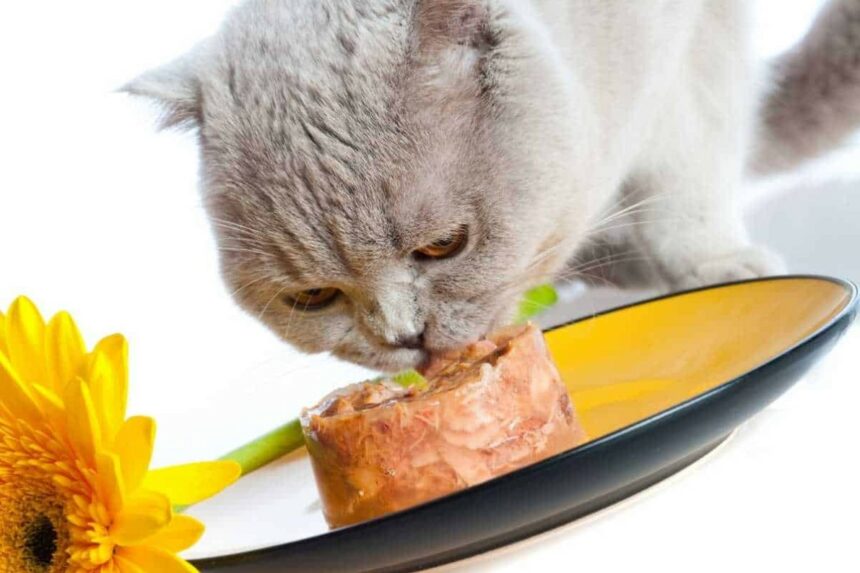 Quais Alimentos Naturais O Gato Pode Comer? Veja Uma Lista Saudável e ...