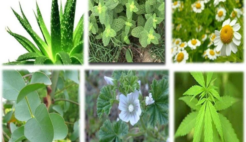 O Que As Plantas Medicinais Curam? Descubra Como A Fitoterapia Funciona ...