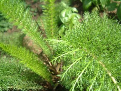 o que as plantas medicinais curam