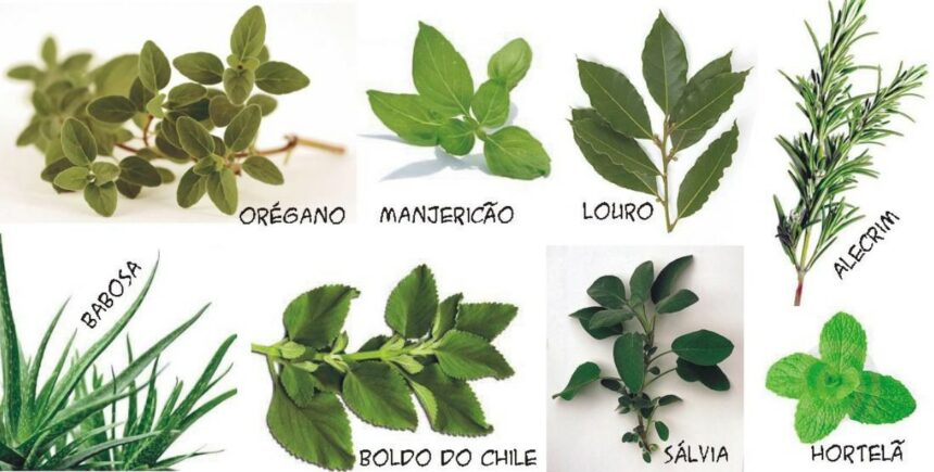 Plantas Medicinais Como Usar: Tudo O Que Você Precisa Saber Para ...