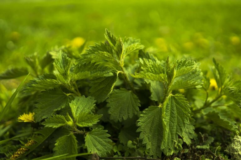 plantas medicinais comuns