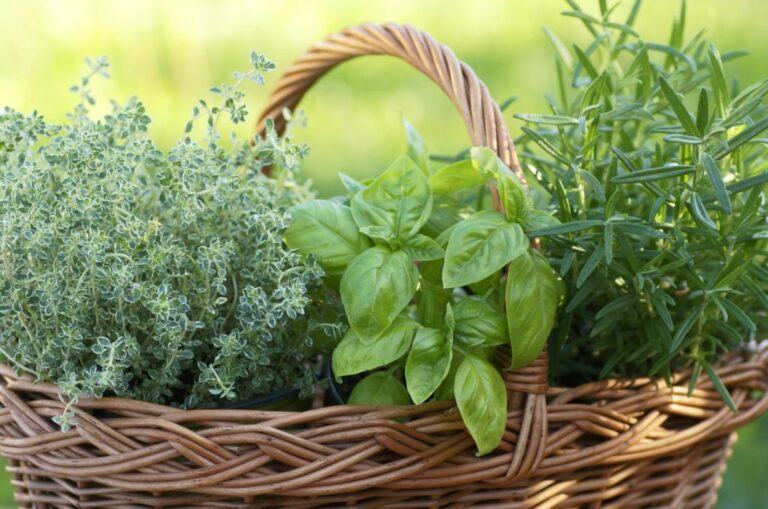 plantas medicinais comuns