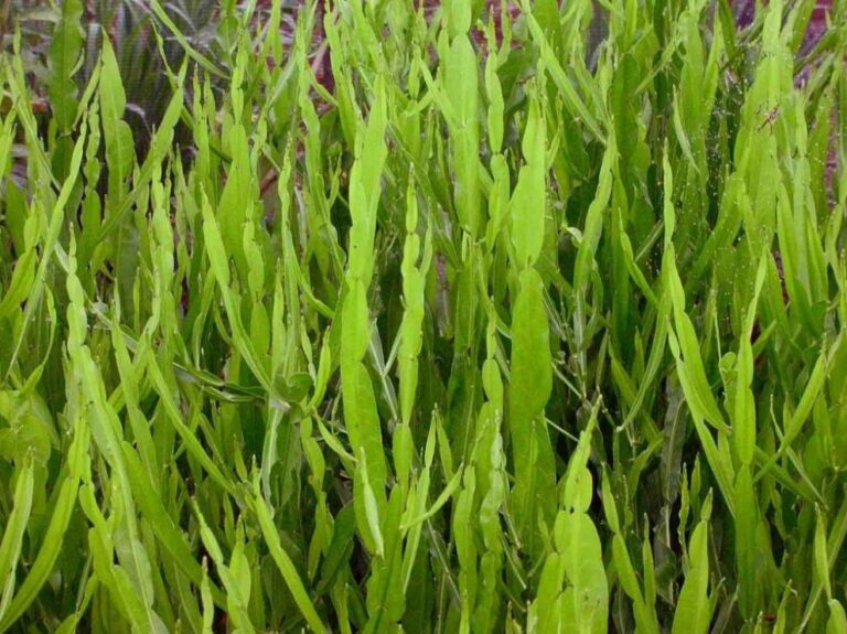 cultivo de plantas medicinais e aromaticas