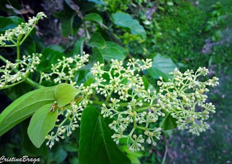 cultivo de plantas medicinais e aromaticas