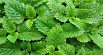 cultivo de plantas medicinais e aromaticas