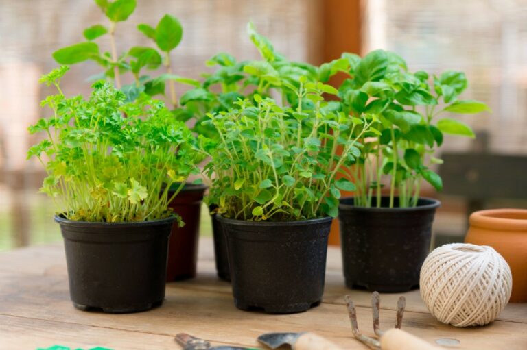 cultivo de plantas medicinais e aromaticas