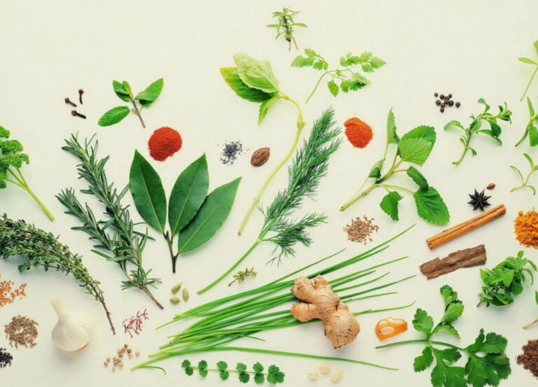 ervas medicinais para feridas